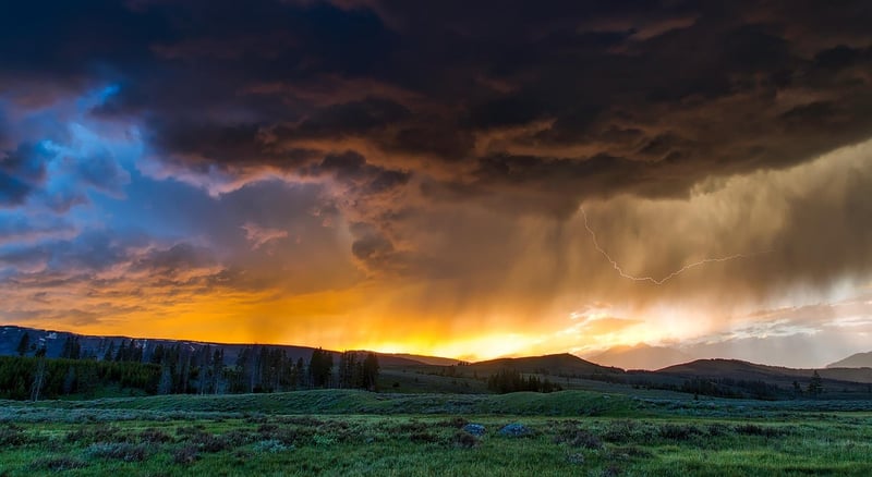 Yellowstone National Park wildlife
